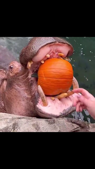 Hippos at the Cincinnati Zoo getting some pumpkin snacks.