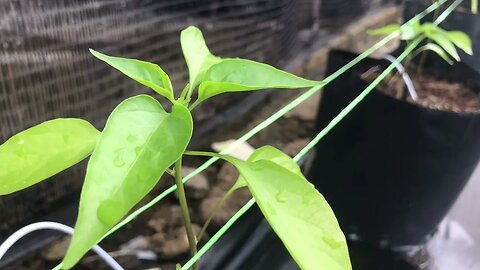 Kebun Cili Fertigasi Pekan Pahang Malaysia