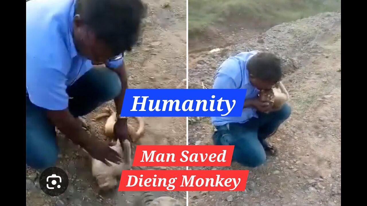 "Monkey Business: Man Saves Dying Monkey with CPR Heroics!"