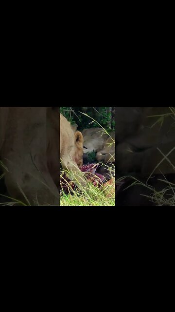 Lions Meal Stashed In The Shade #shorts | #ShortsAfrica