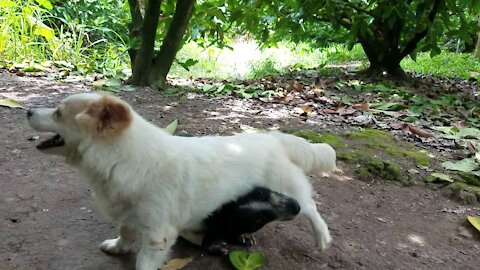 Two dogs playing