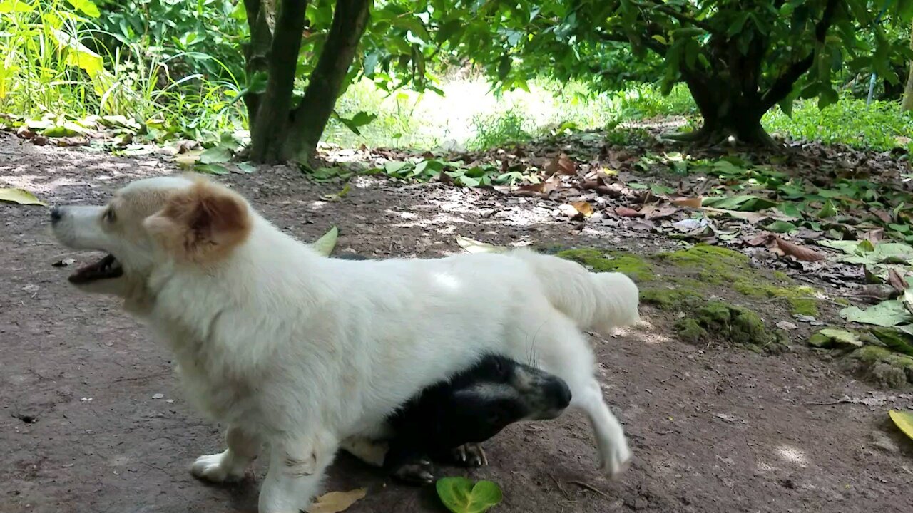 Two dogs playing