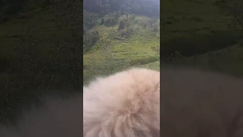 Farm cam. Dog shakes head. Looks funny