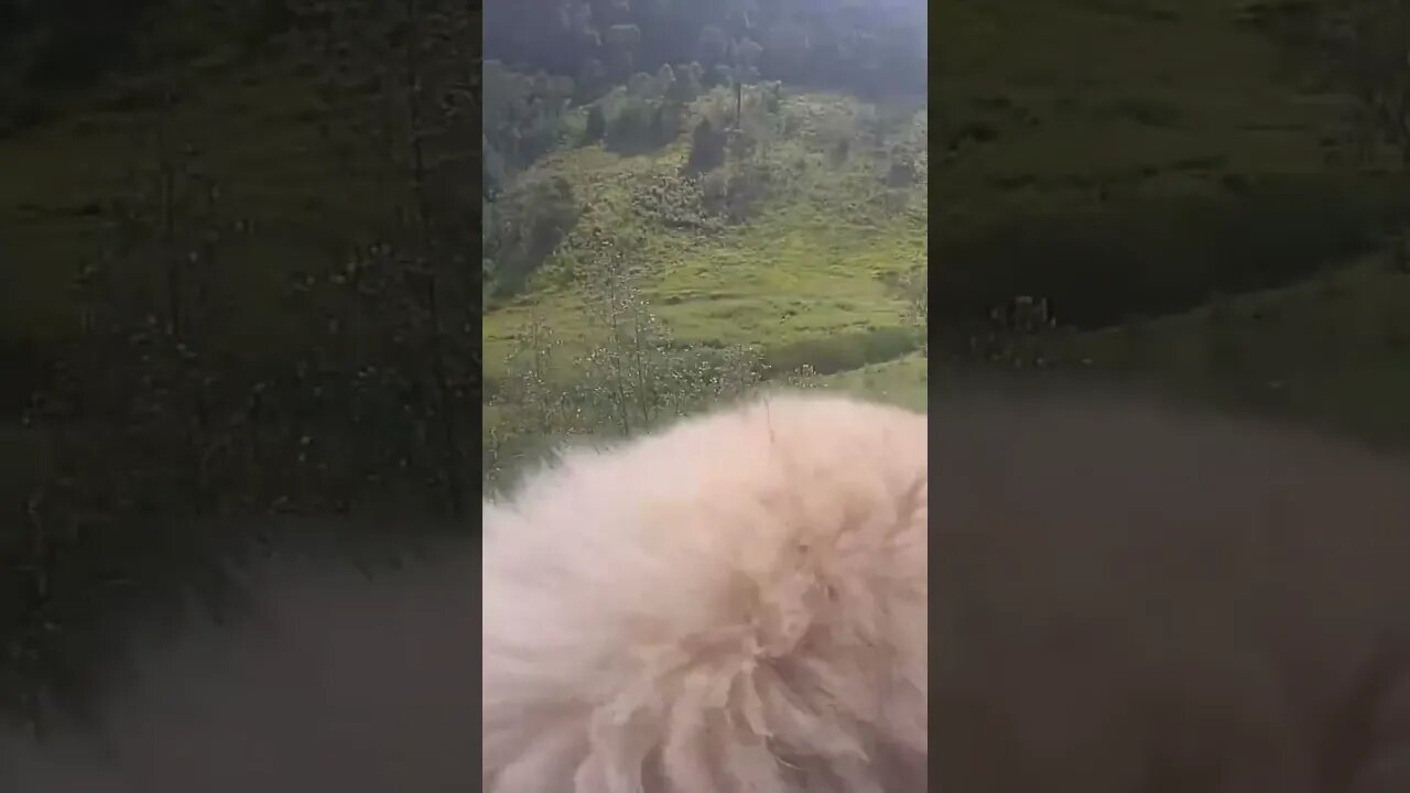 Farm cam. Dog shakes head. Looks funny