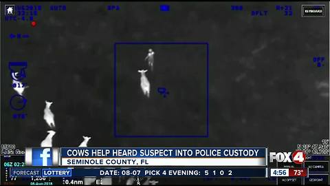 Cows heard suspect