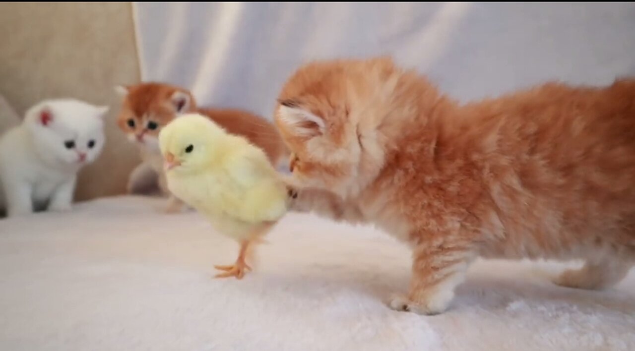 Cute cat walk with the tiny Chekan fantastic video