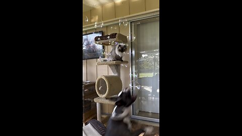 Bubble Fun in Paradise #Bubbles #Puppy #frenchton #Kitty #Persian #4K