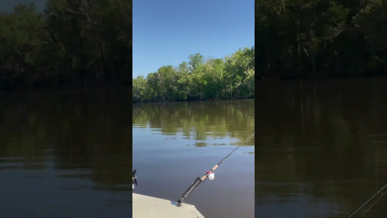 Striped Bass/Rock Fishing Roanoke River North Carolina [Sneak Peak]