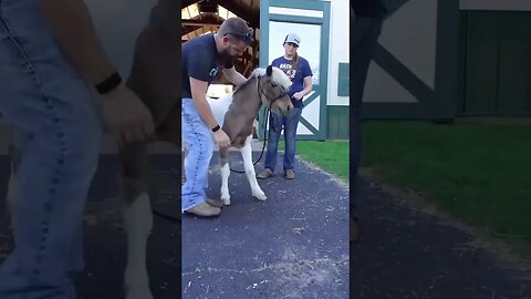 Dr. Whitley works on a mini horse thats older than him!