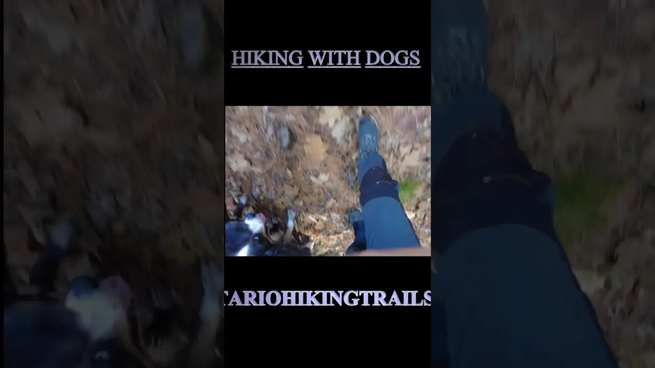 Hiking With Dogs On The Trans Canada Trail Near Gravenhurst. #short #shortvideo #hiking #shorts