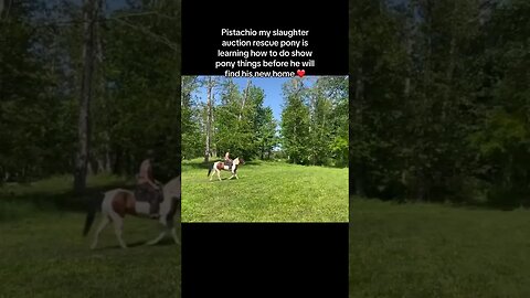 Update on my Slaughter Auction Rescue Pony