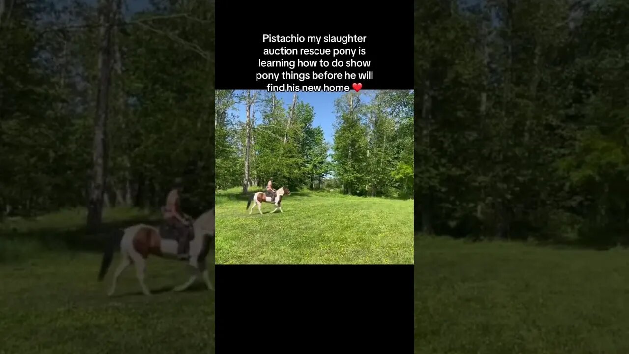 Update on my Slaughter Auction Rescue Pony
