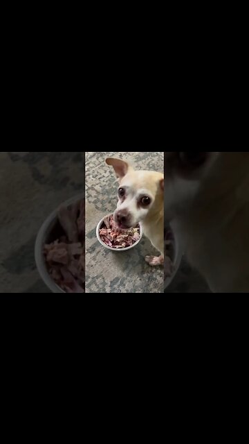 Homemade dog food. Beef, chicken, ham, bacon and salad. Are your dogs spoiled