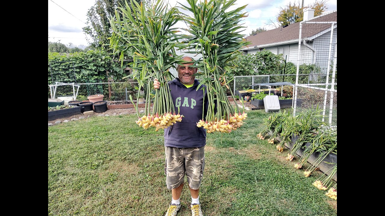 Massive Ginger Harvest Zone 6b 10/14/24