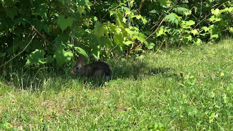 Rabbit eating grass-Toronto