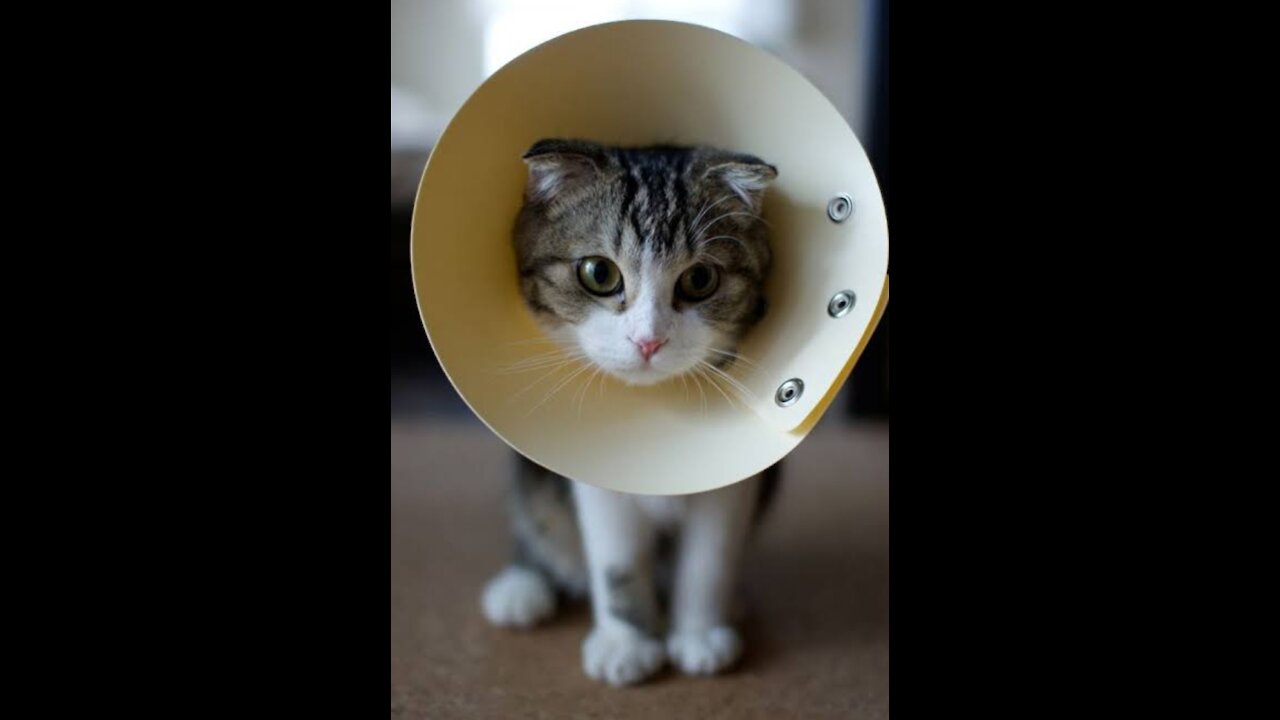 Joss cat and