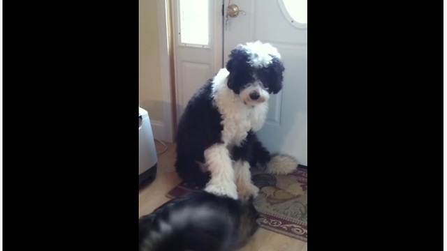 Obedient Dog Pets His Pet Cat On Command