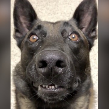 FUNNY! Staring contest with Jester the Police K9 - ABC15 Digital