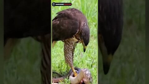 eagle vs big snake mayahira #shorts