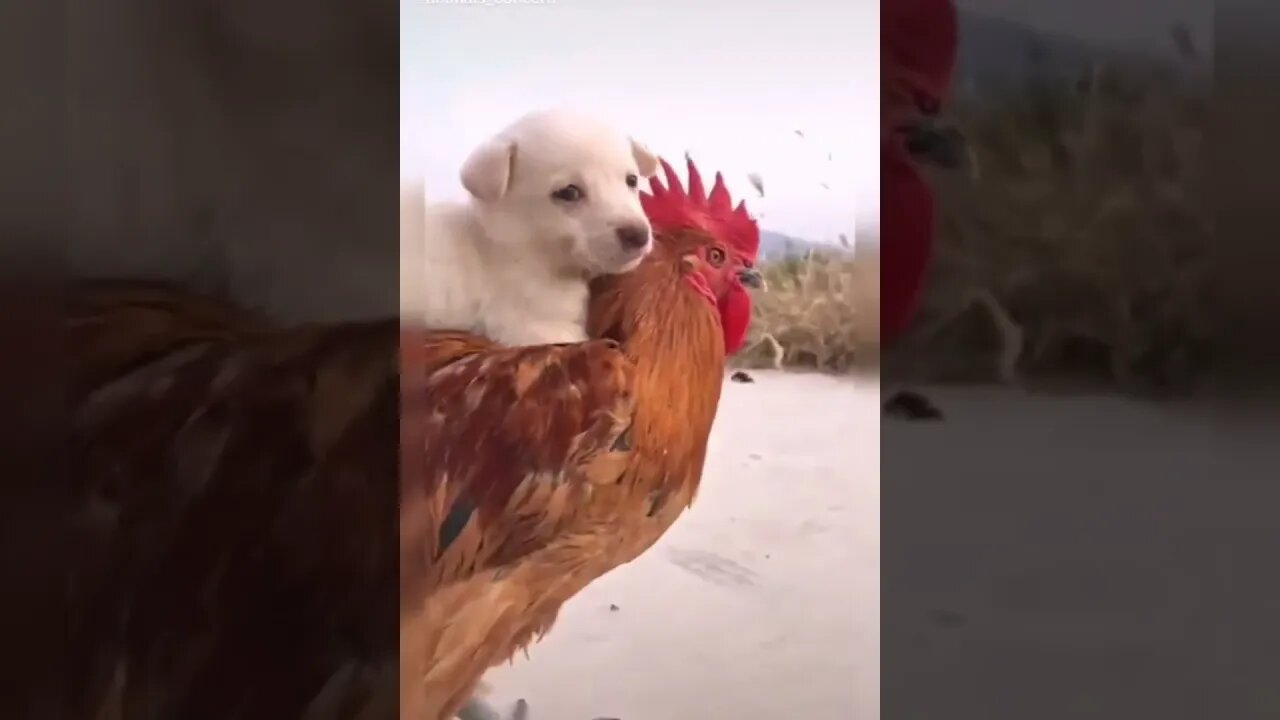 Rooster Gives Puppy A Ride! Try Not To Laugh! 😂😍😆