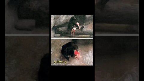 🦍Madre Gorila salva Niño que Cae a su Manada 👶 ❤️
