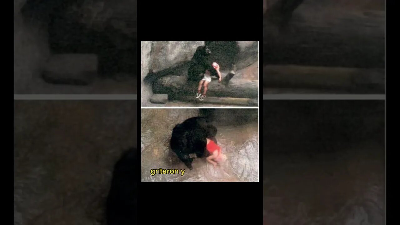 🦍Madre Gorila salva Niño que Cae a su Manada 👶 ❤️