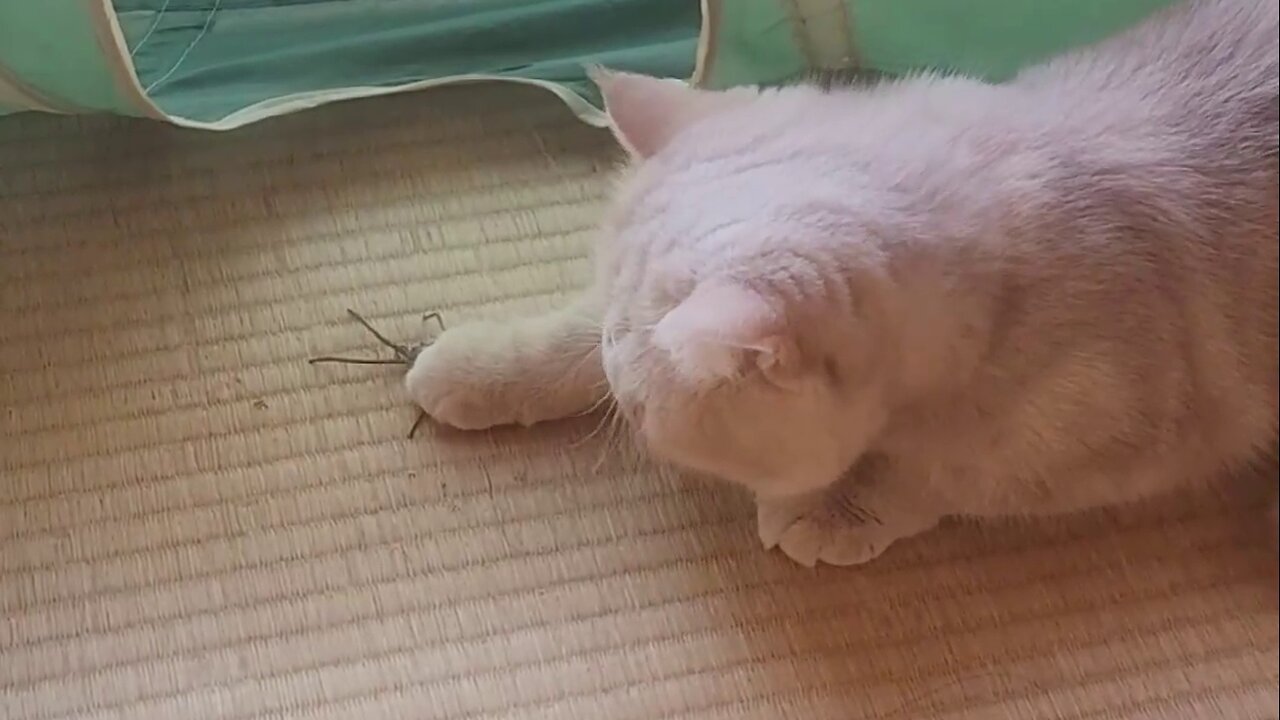 Cat eating spider