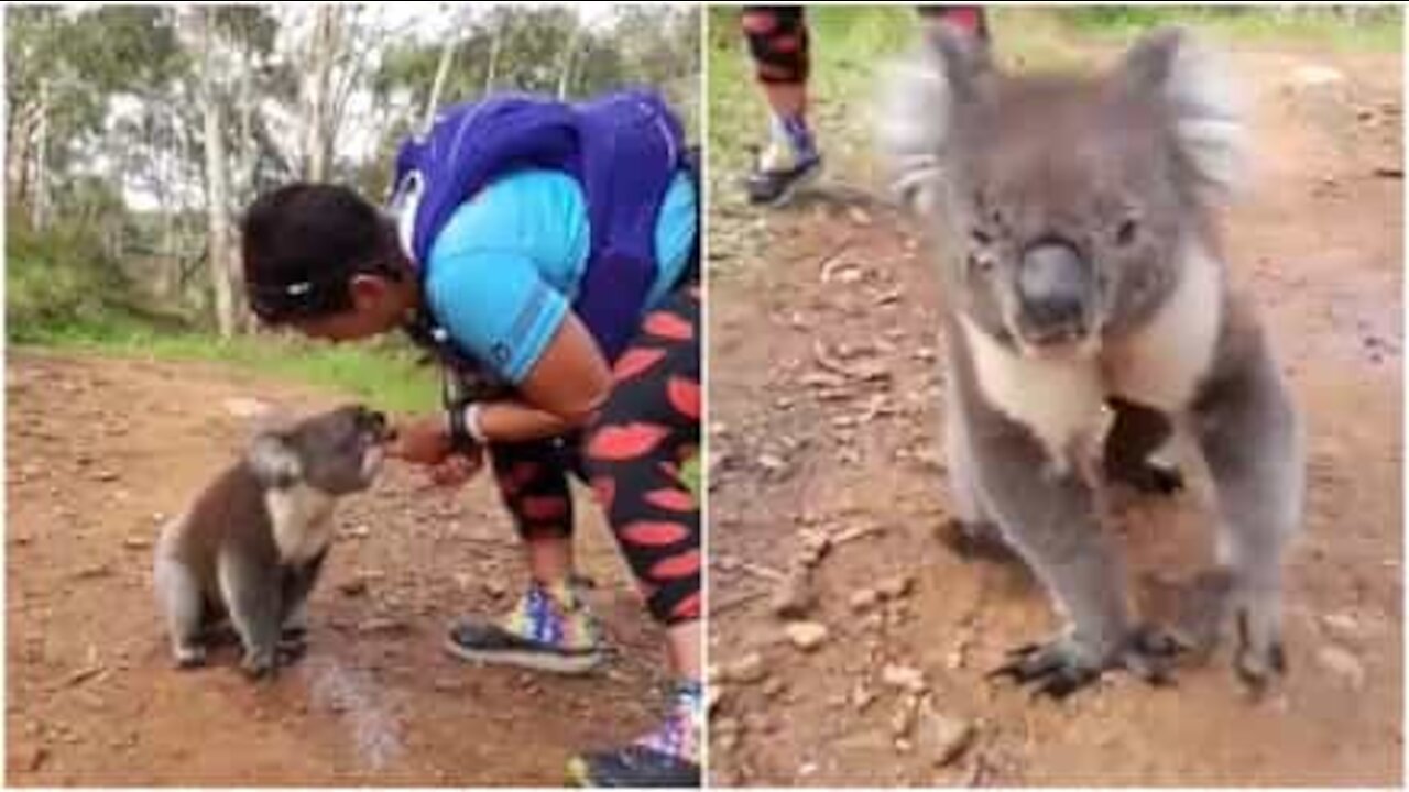 Koala insegue un atleta per chiedere acqua da bere