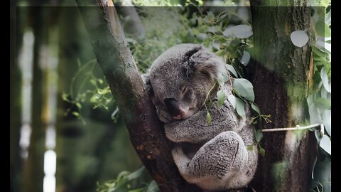 Koala world 🐨🐨🐨🥰🥰🧡