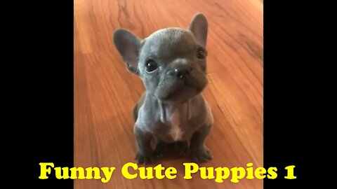 Funny Cute Puppies 1