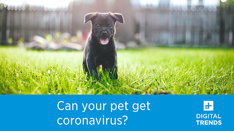 A tiger caught coronavirus. Are house pets vulnerable too?