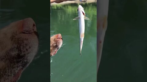 Dog loves fishing