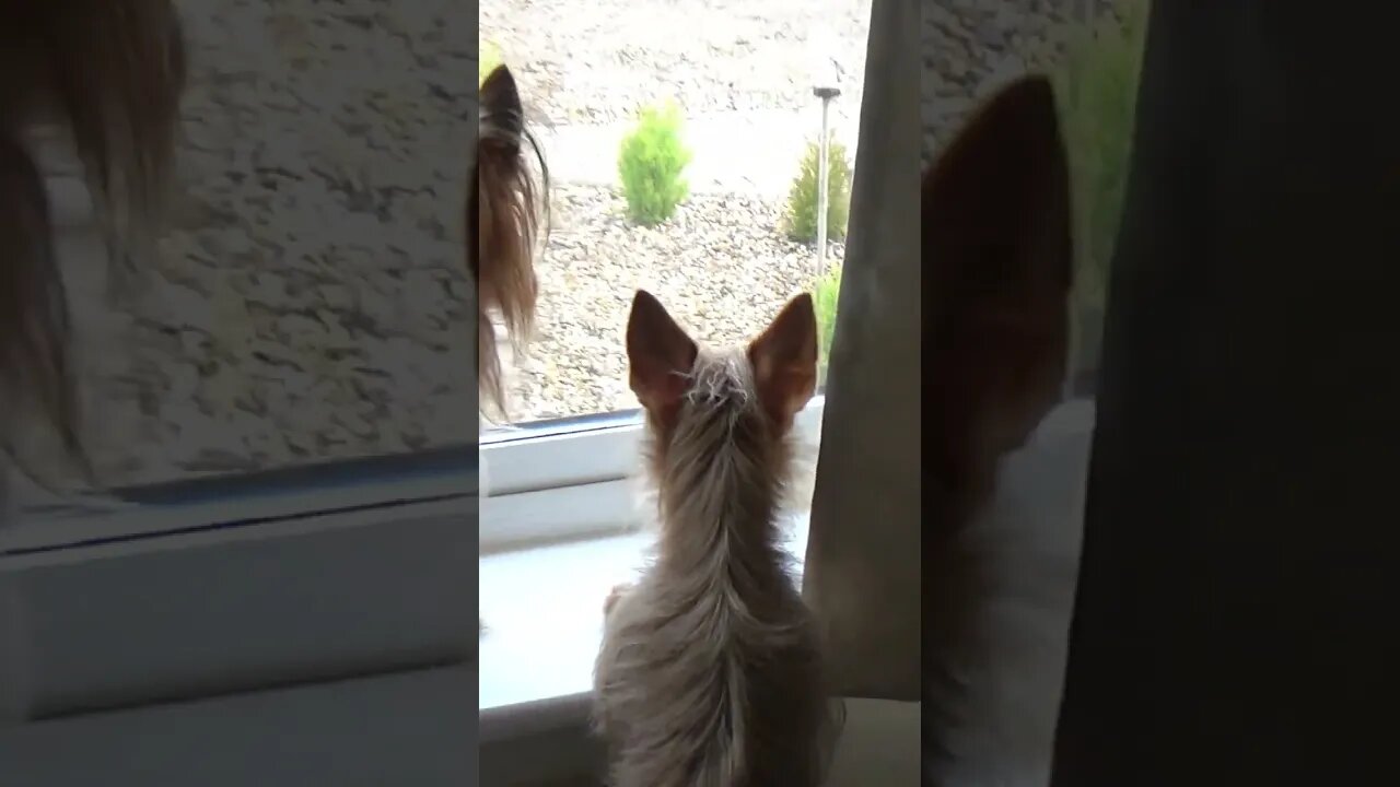 Chihuahua Defends Property 🐱🐶