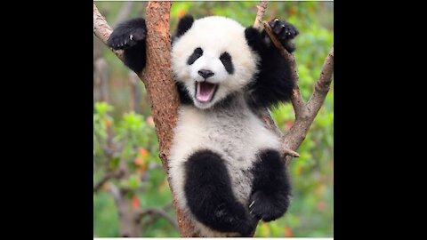 Cute Panda Playing With Toys.