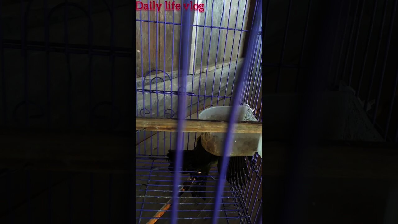 chim chào mào lông màu vàng