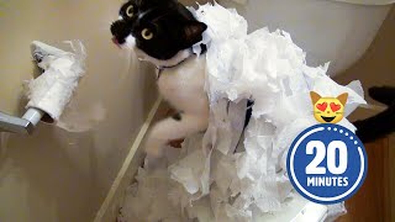 Adorable Cat Makes a BIG MESS! 🤣 | Funniest Pet Fails