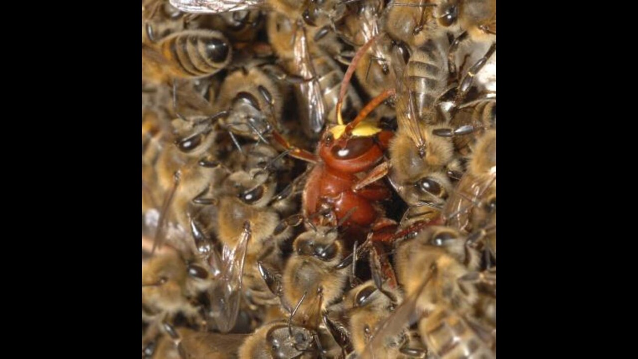 Bees Kill A Giant Hornet With Heat - BBC Earth