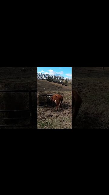Tagging newborn calves is a potentially dumb way to die! #cattle #calf #cow #farm #farmlife #ranch