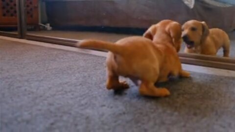 The dog got scared looking at himself in the mirror