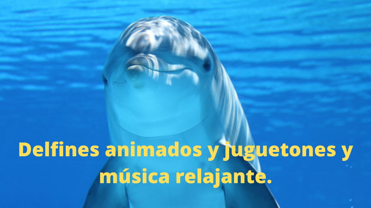 Quedarse dormido disfrutando de delfines animados y juguetones y escuchando música relajante.