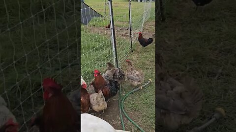 freeloaders #chickens #duck #turkey #video #shorts #homestead #farm #farmlife #noeggs