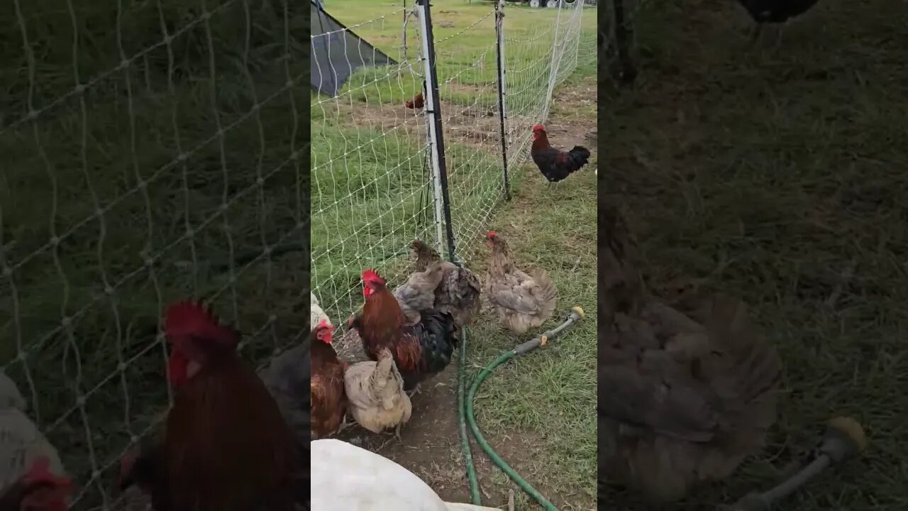 freeloaders #chickens #duck #turkey #video #shorts #homestead #farm #farmlife #noeggs