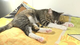 Cat Stretches His Toe Beans