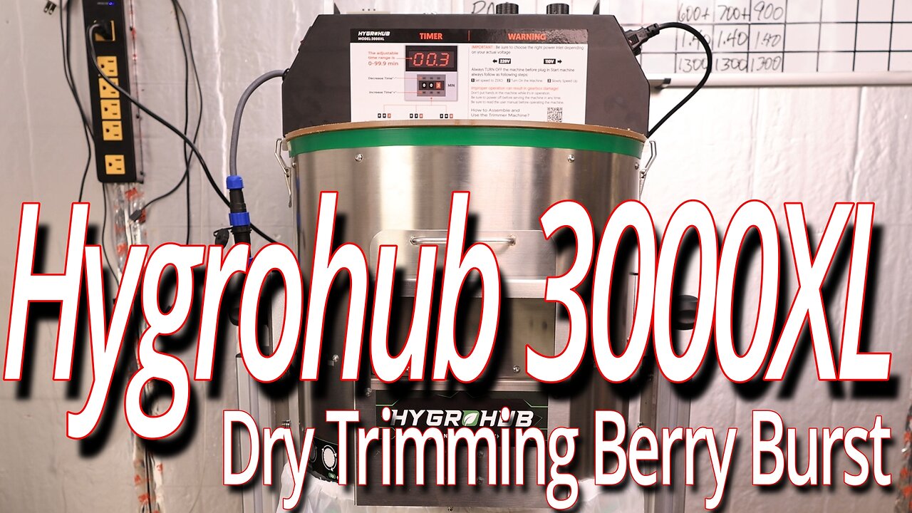 Trimming Berry Burst Flowers With The Hygrohub 3000XL Trimmer