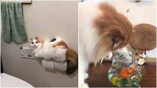 Gatto tenta di fare un attentato al pesce nell'acquario