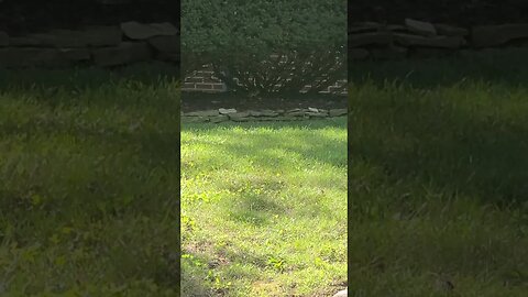 chipmunk or mouse #shorts