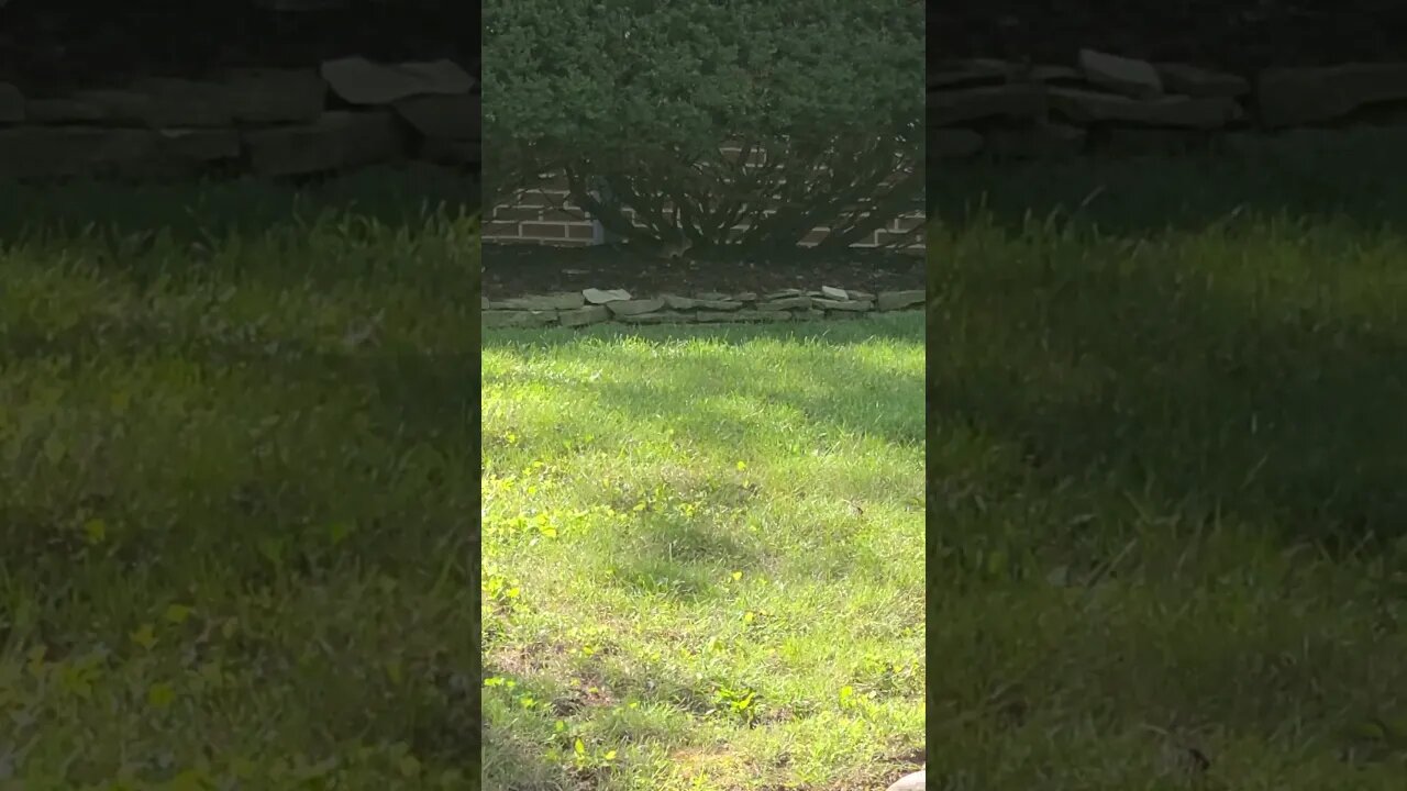 chipmunk or mouse #shorts