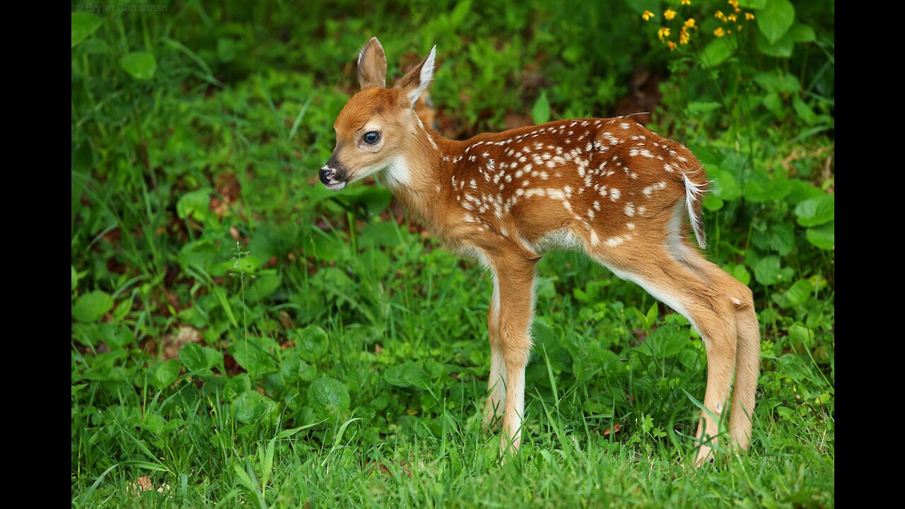 Cute Baby Deer (Fawn) Jumping and Hopping - Compilation #002