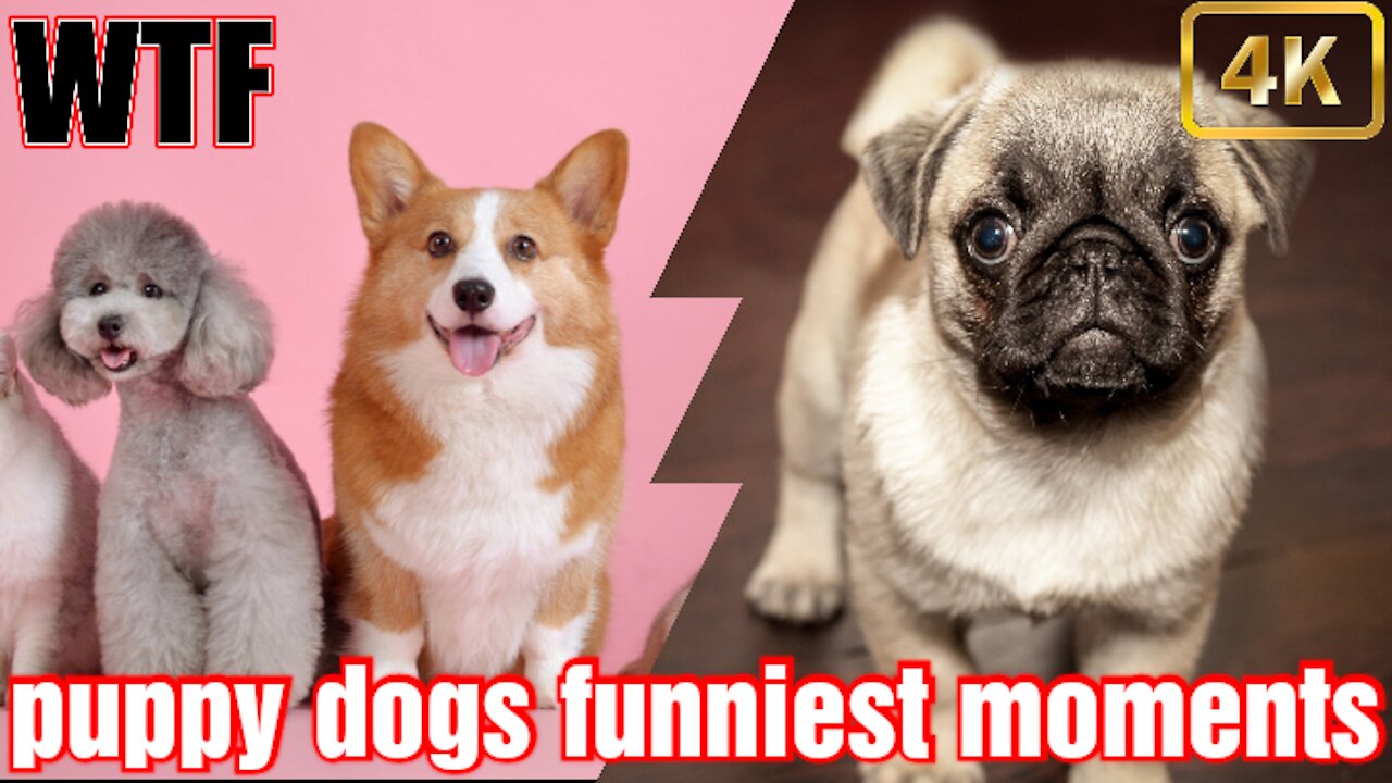 Dogs & puppies- Enjoy a new funniest dogs video.some dogs in this video will surprised you.