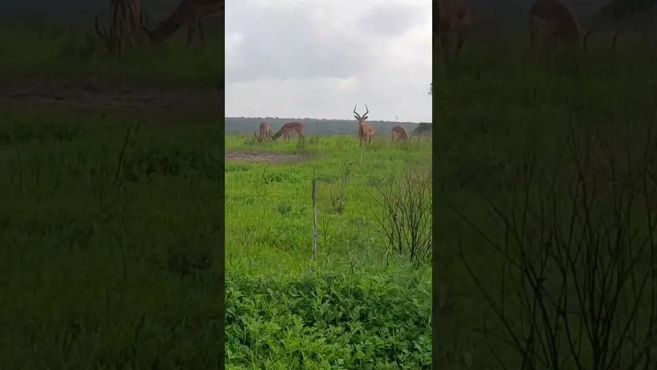 savannah gazelle #relaxing #lions #nature #travel #wildlife #viral #animals #fyp #cat#short #birds